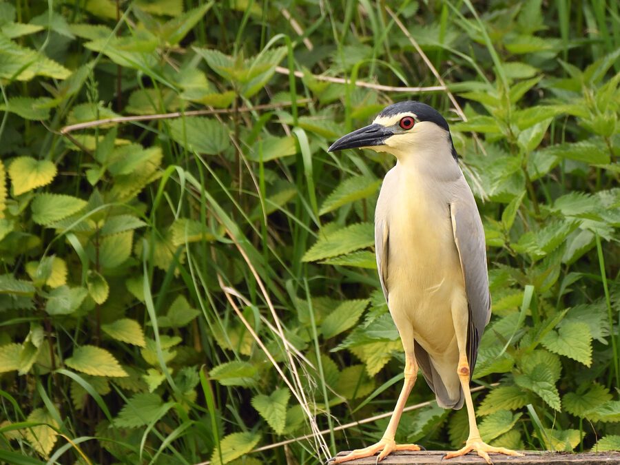 Monitoring of the night heron population under the LIFE project has ended